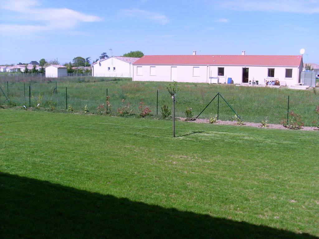 gazon tondu