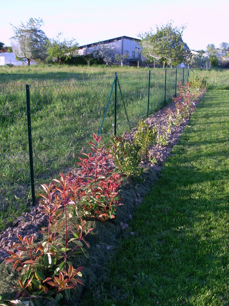 haie plantée