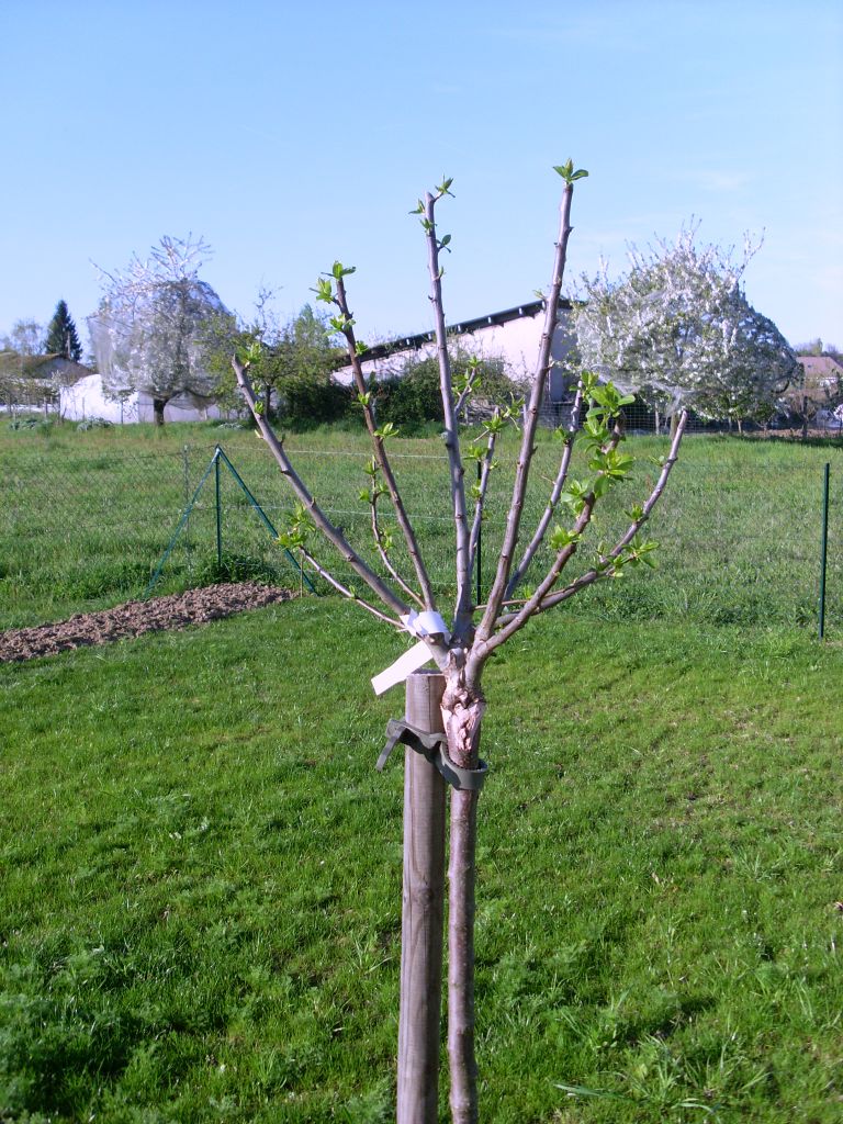 prunier RC dorée