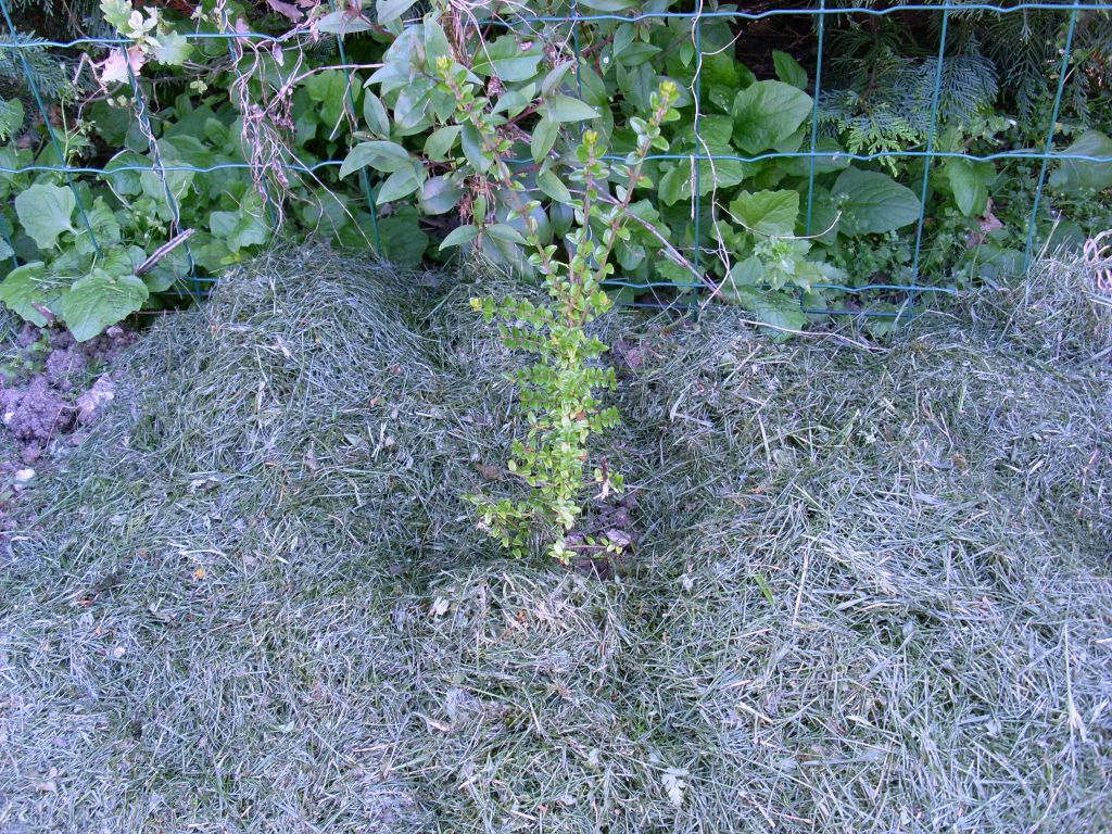 lonicera nitida