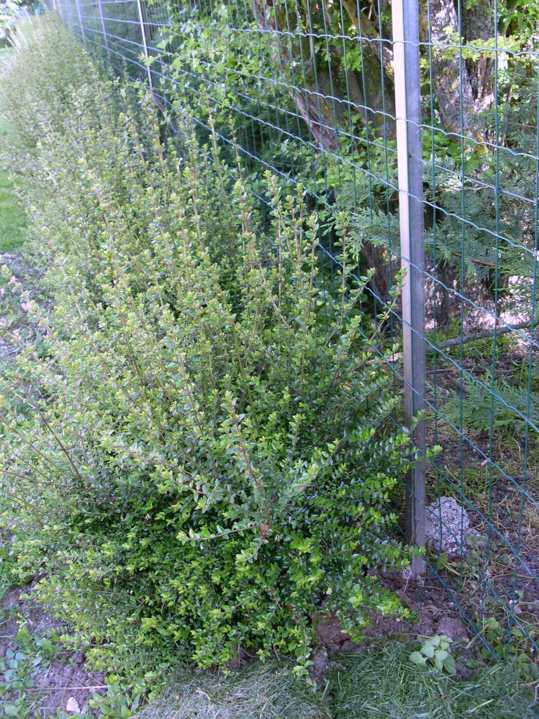 lonicera nitida