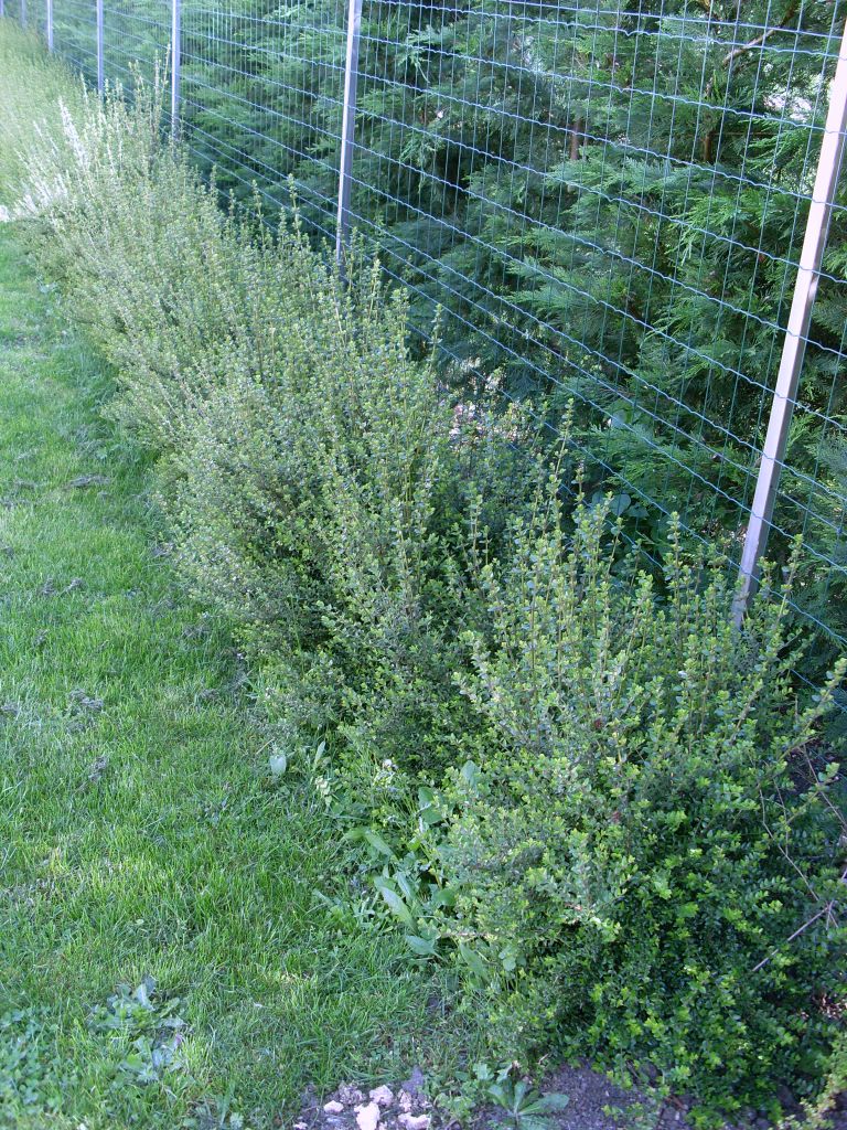 lonicera nitida