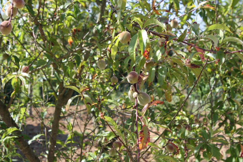 nos pches de vigne,  foison!