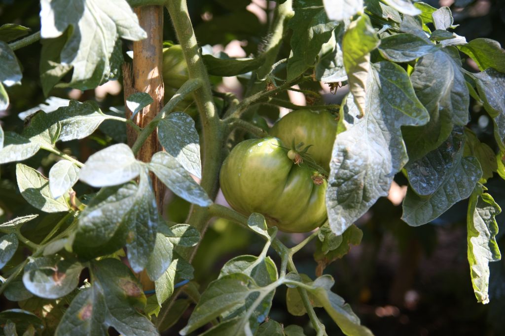 Tomates rose de berne