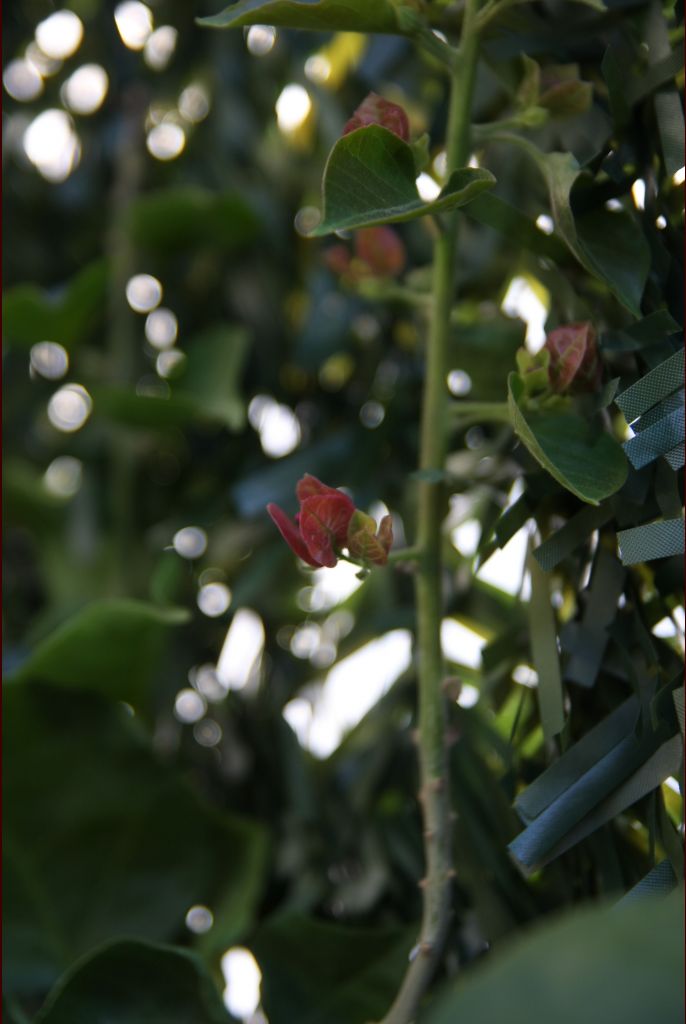premières fleurs