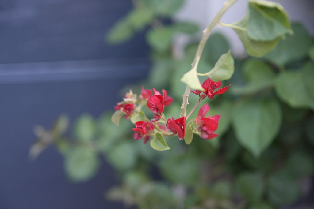 Fleurs du premier bougainvillier