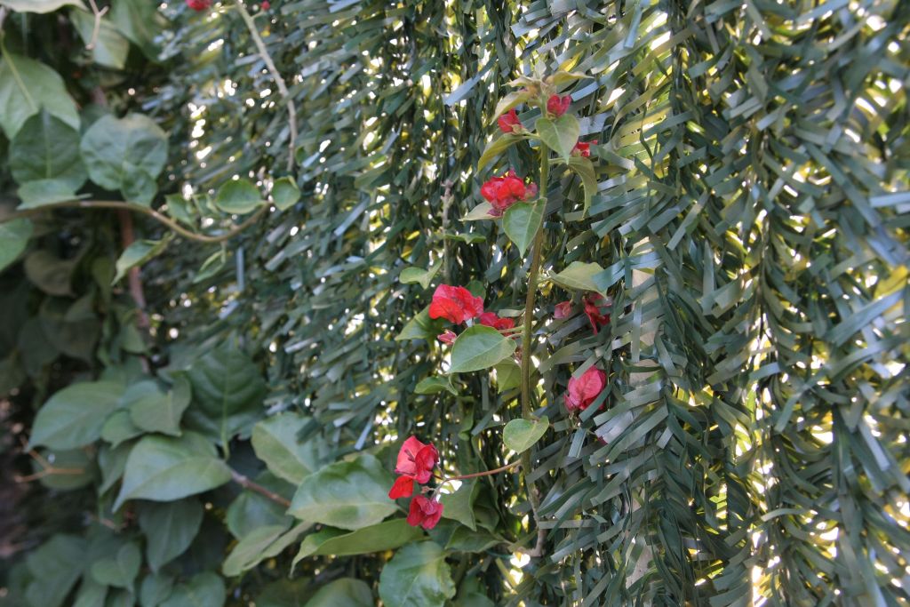 Fleurs du premier bougainvillier