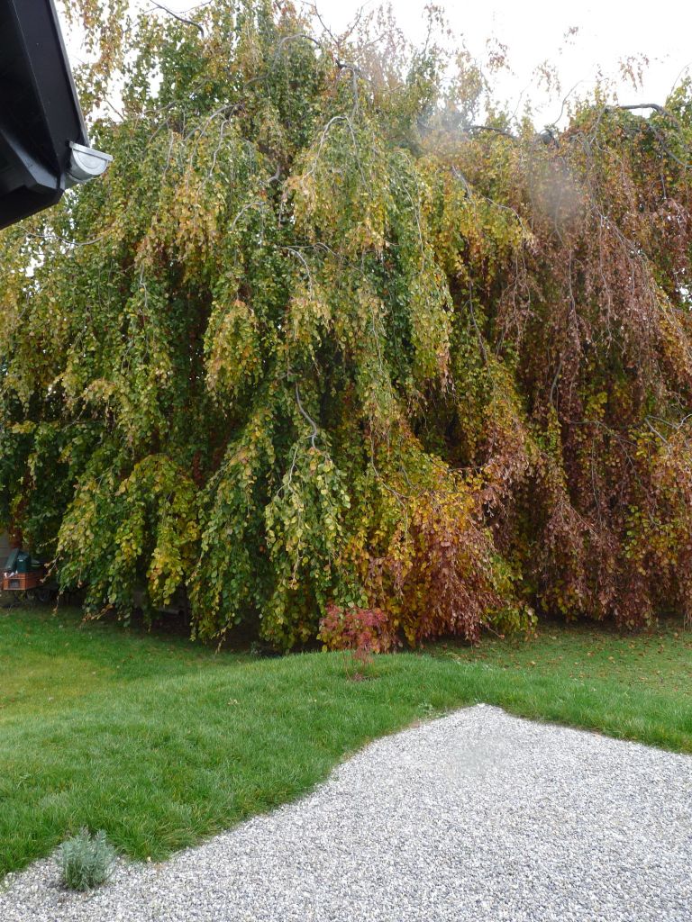 Le hêtre pleureur en mode automne..