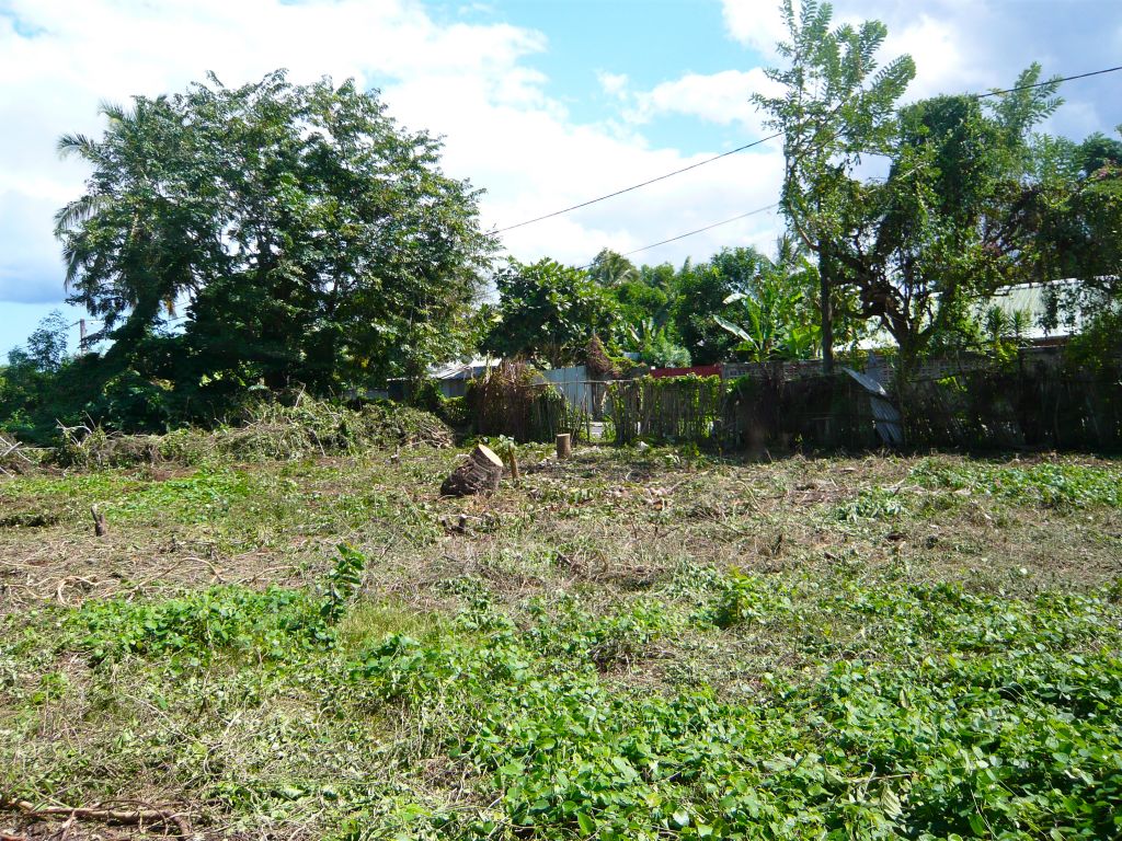 Terrain dfrich. Vue jardin vers la route