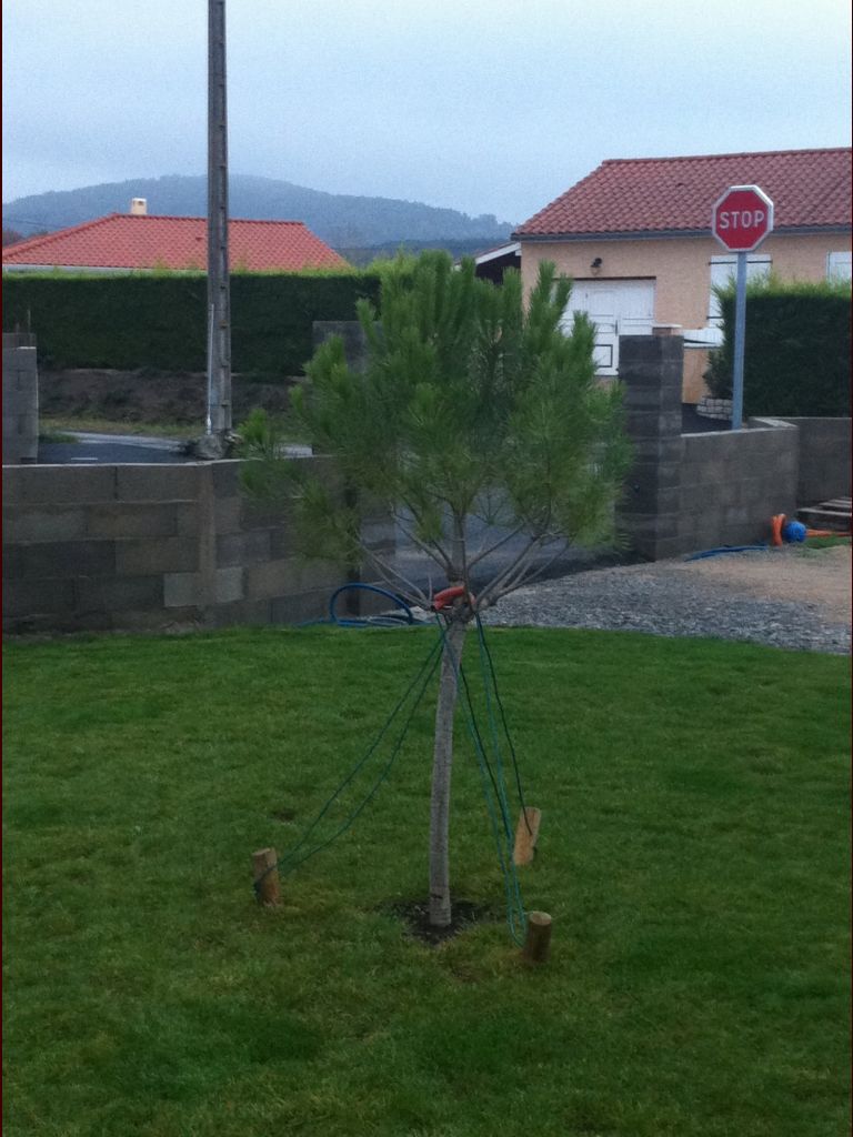 le pin parasol, plant en mai de cette anne,et qui a pris une bonne dizaine de centimtres.