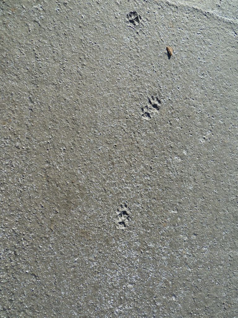 Traces d'un intrus. :p