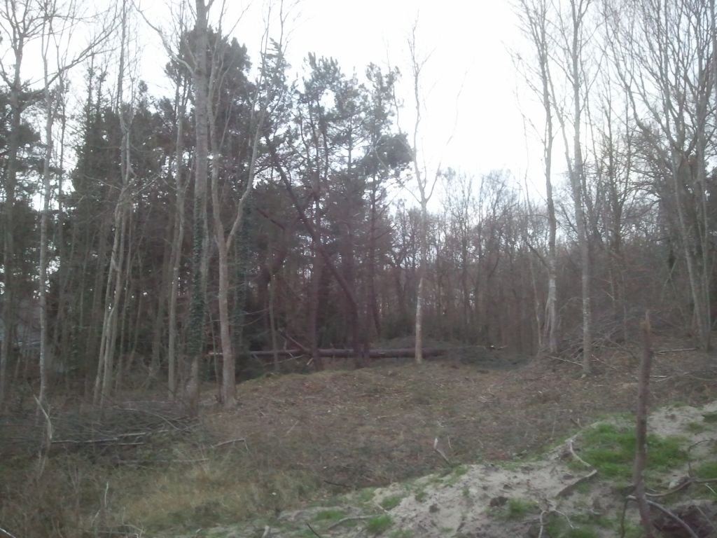 Arbre de déraciné pendant la tempête