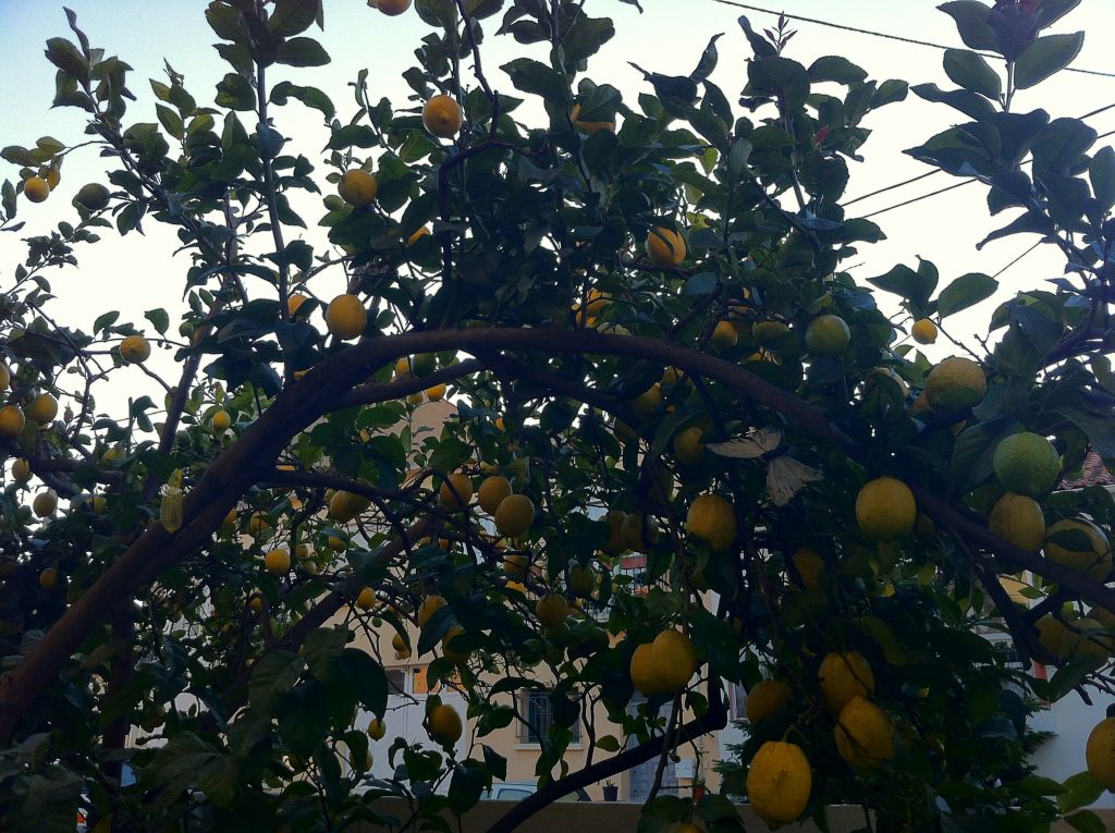 citronnier