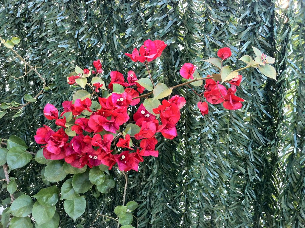 bougainvillier en fleur