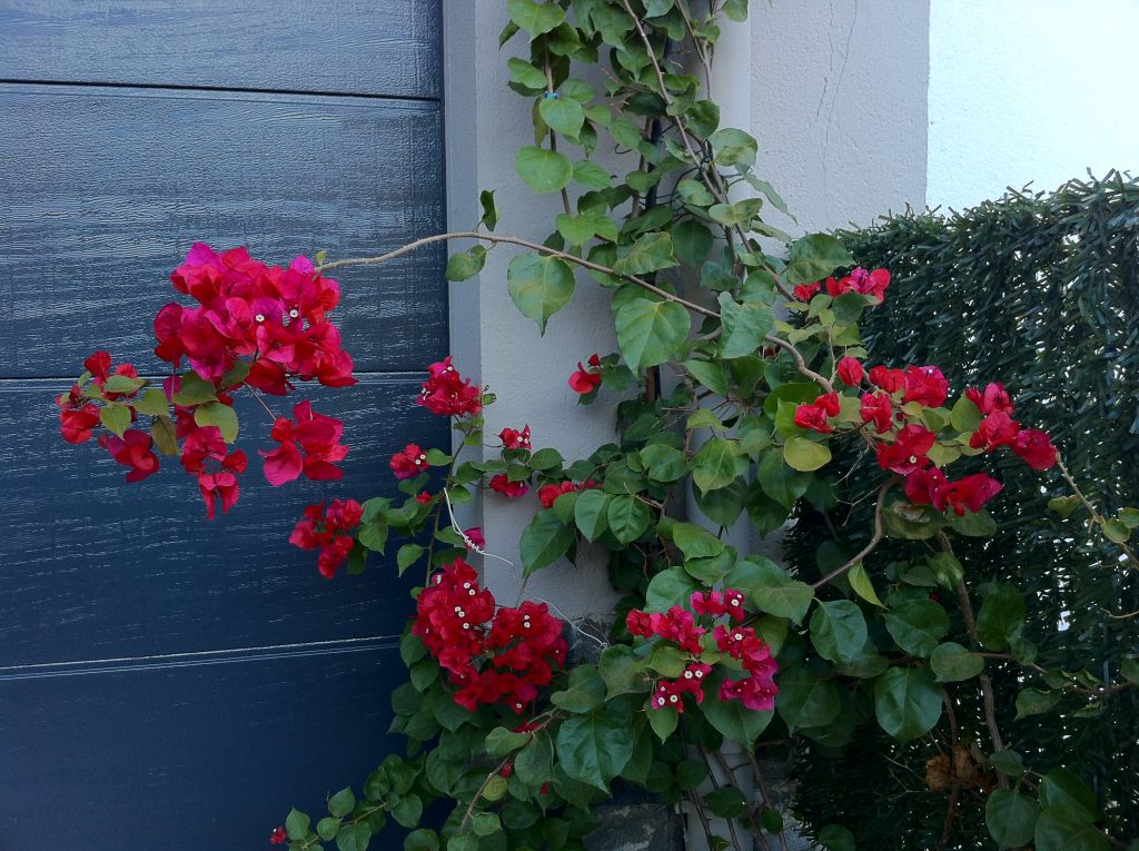 bougainvillier en fleur
