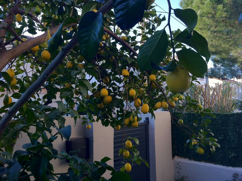 Citronnier