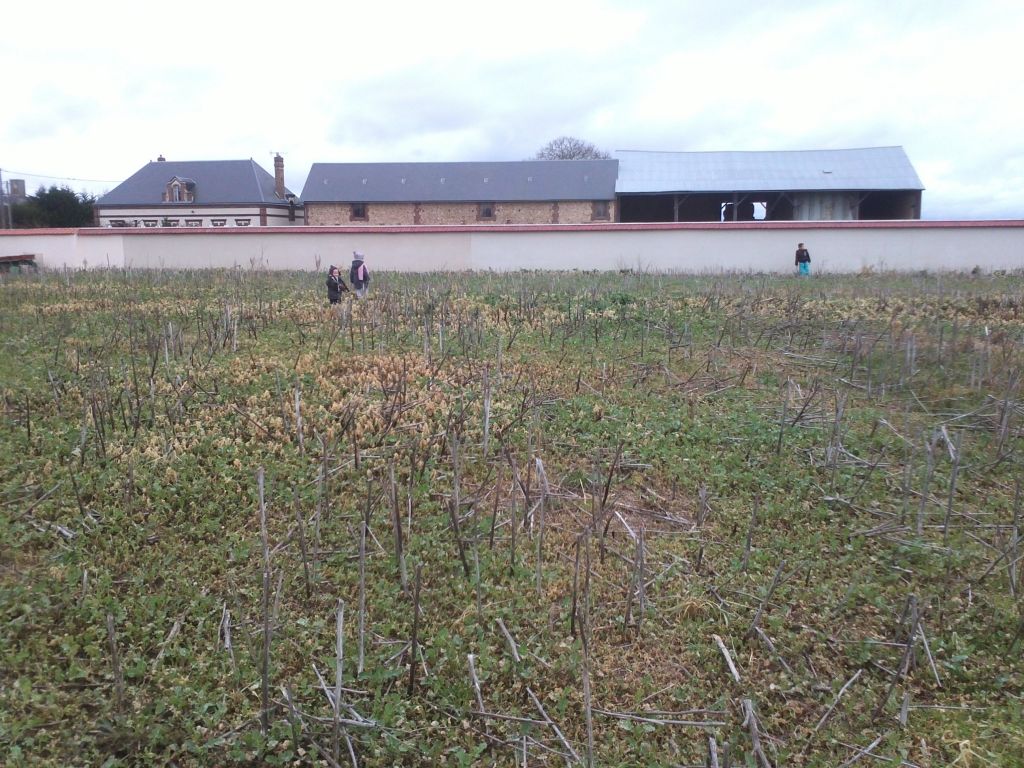 terrain vu de la maison