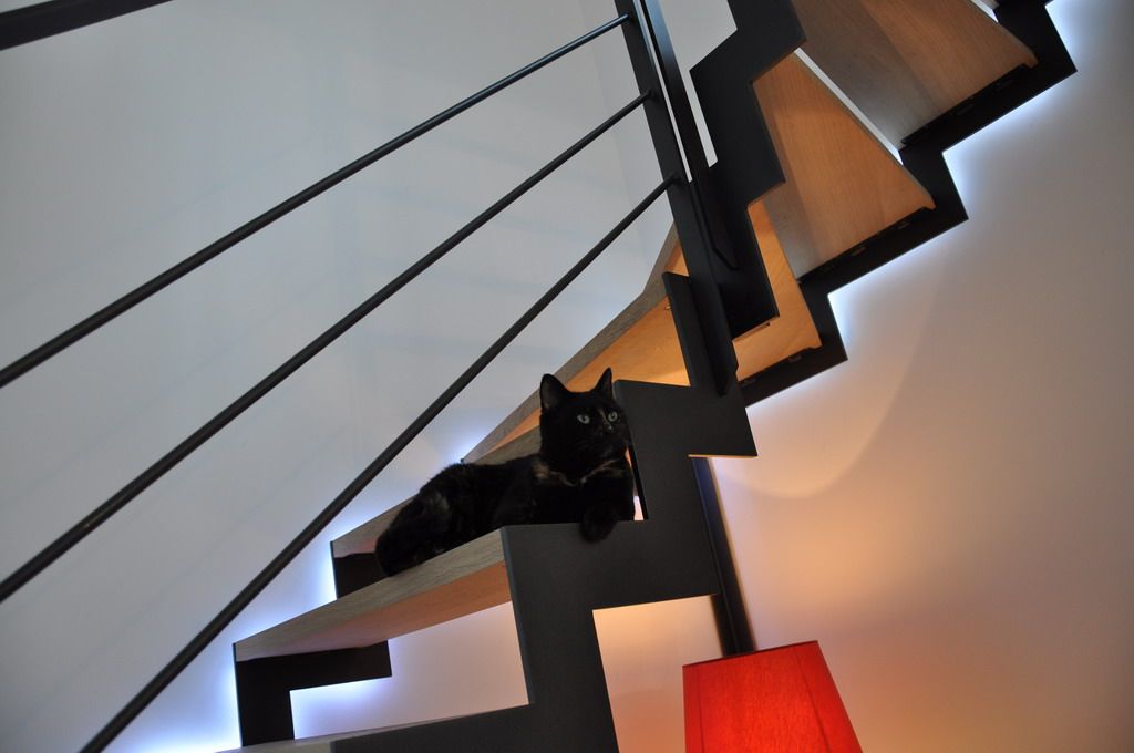 Le chat aime l'escalier