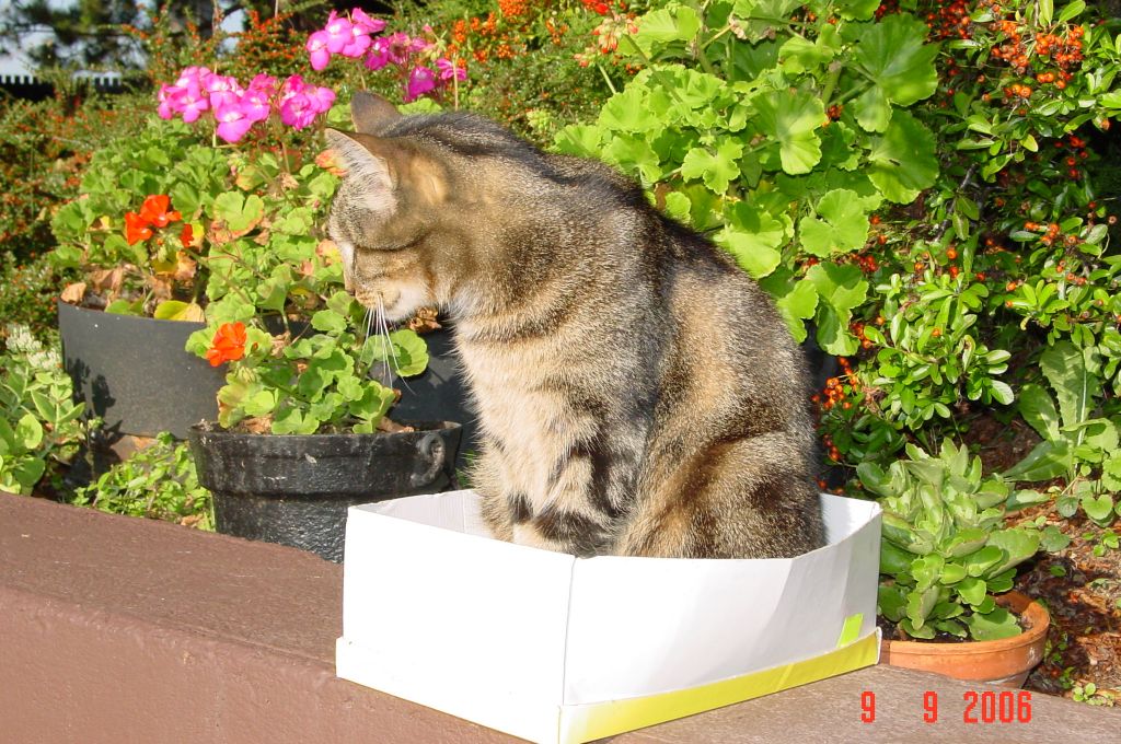 Photo de notre chat Lulu...