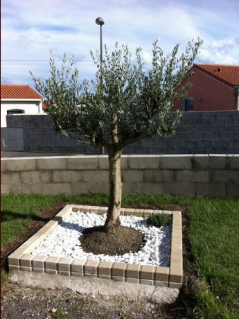 plantation d'un olivier et d'une lavande en bord de la future terrasse