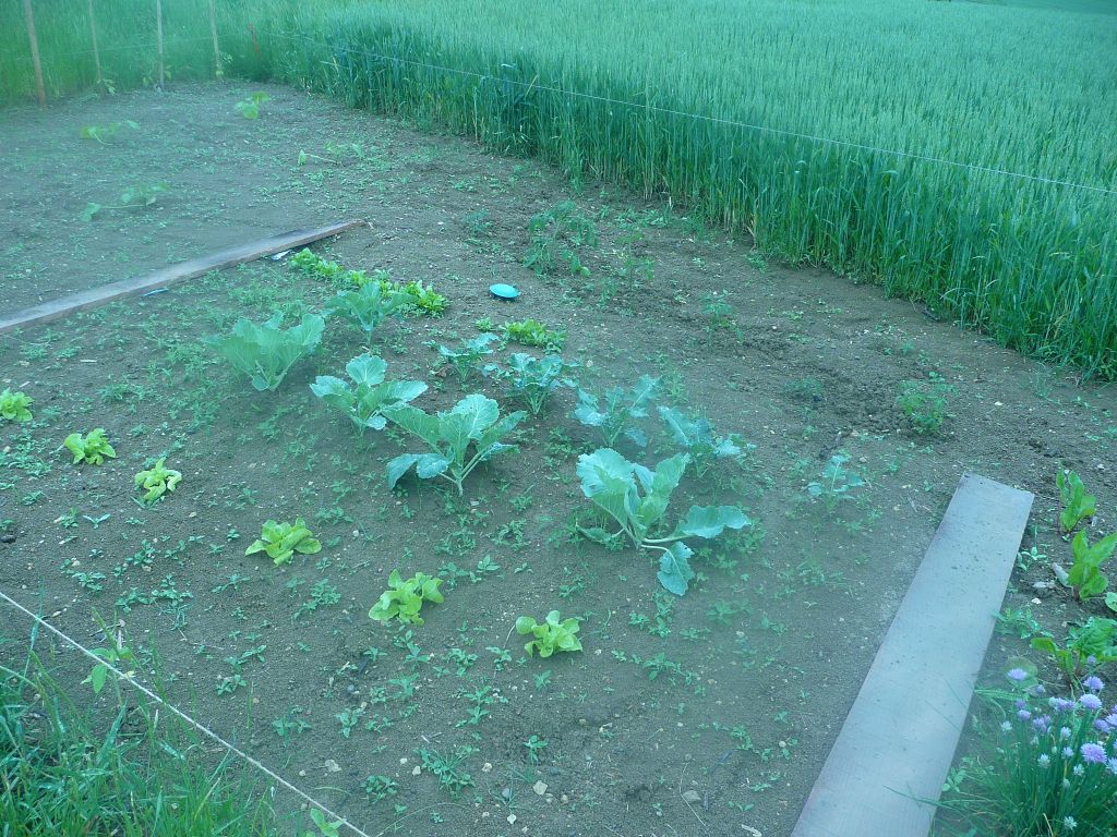 Choux,brocolis, salades,blettes, au fond tomates cerises donnes et plantes (pas droit  ) par le voisin.