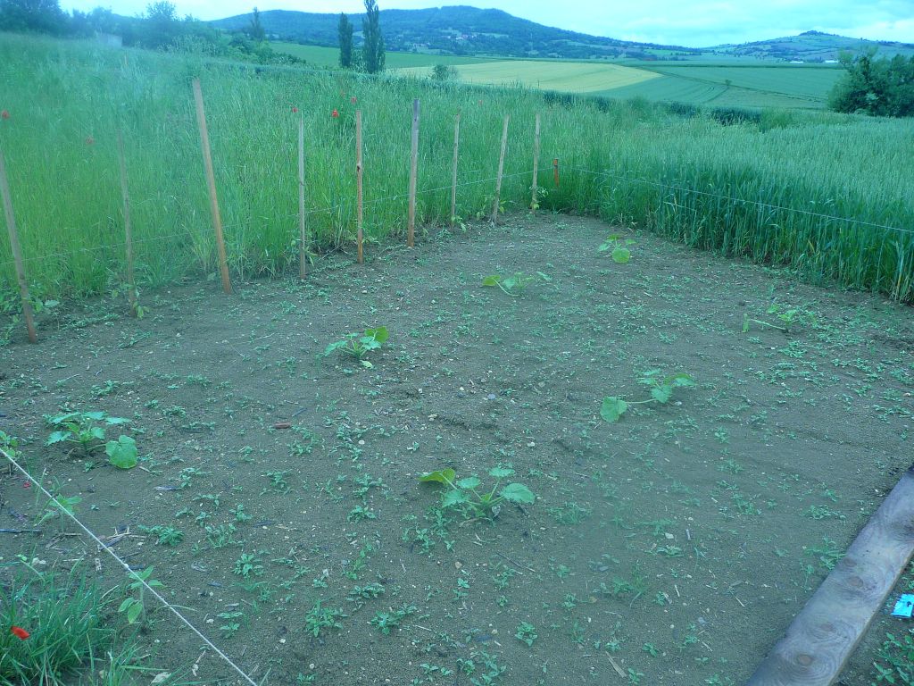 Pieds de tomates et courgettes ainsi que les fameuses mauvaises herbes...