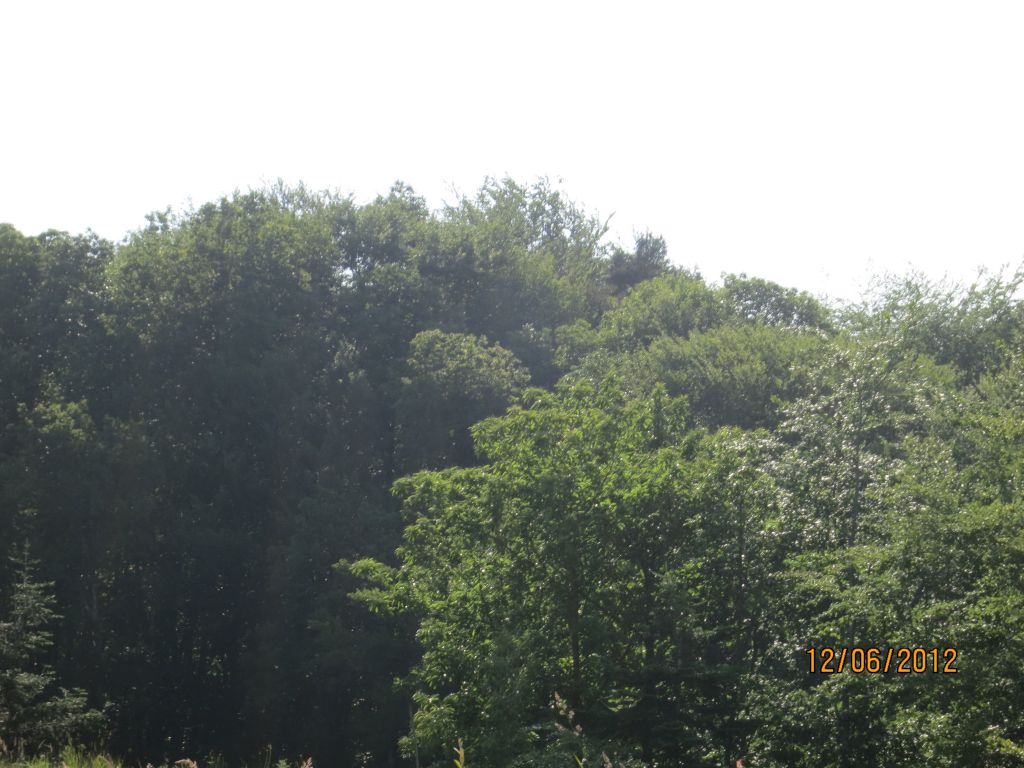 vu sur la for�t que nous avons de notre terrain