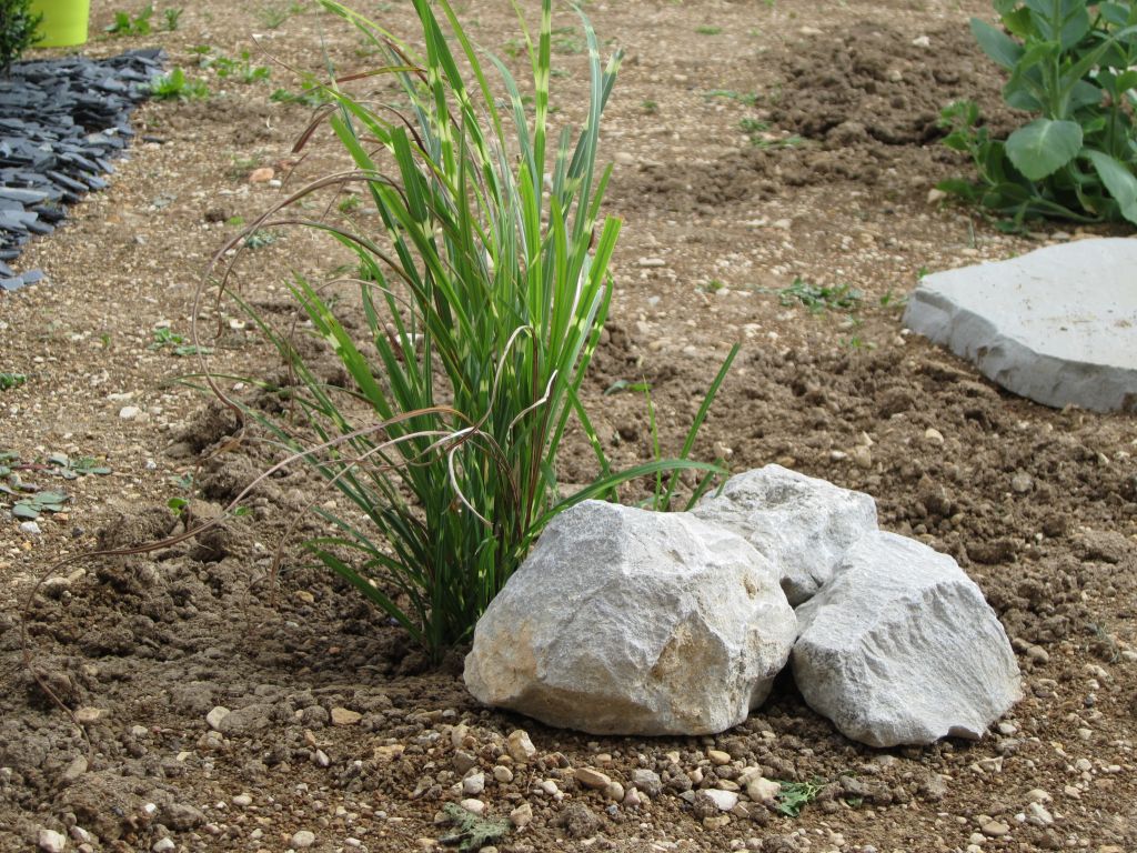 Miscanthus
