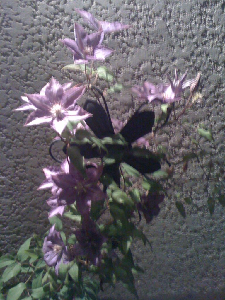 premiere fleur
