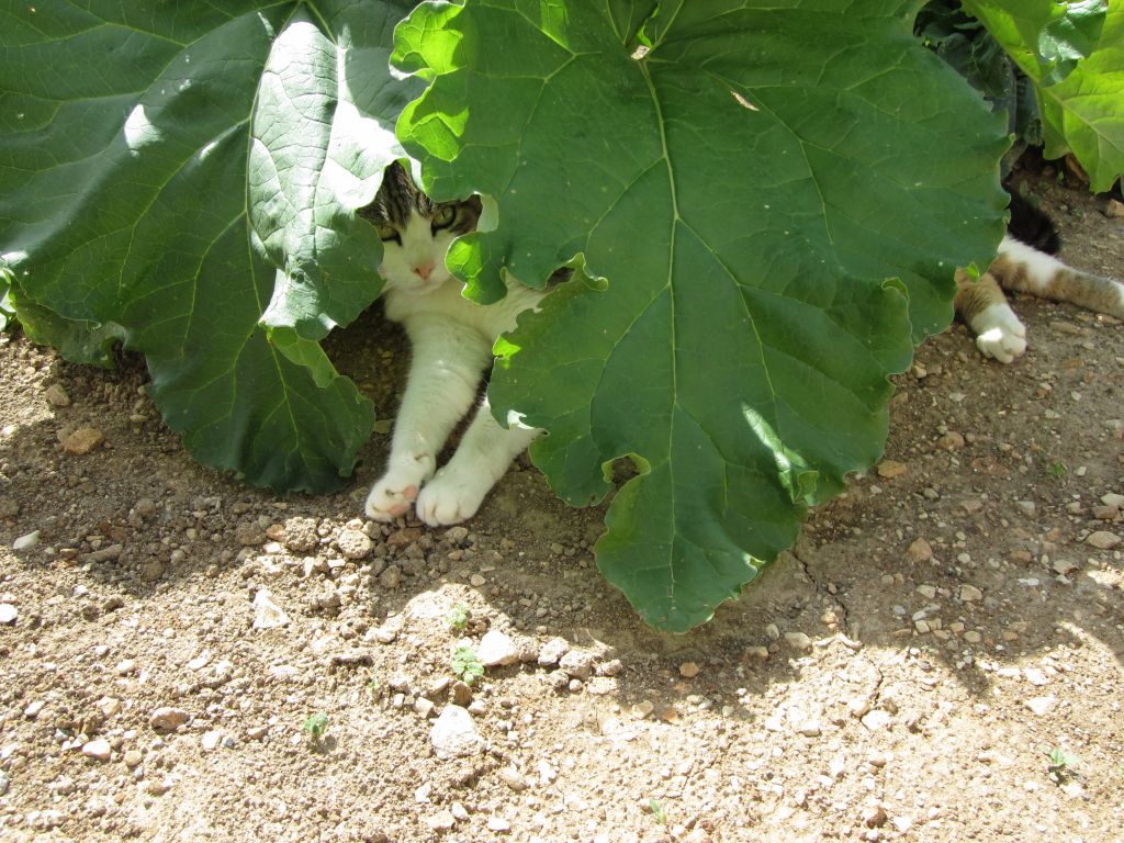 Quand la rhubarbe sert de parasol !