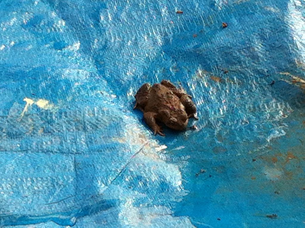 au réveil : sur la bache qui nous sert de terrasse pour le moment : un crapaud ! beurk