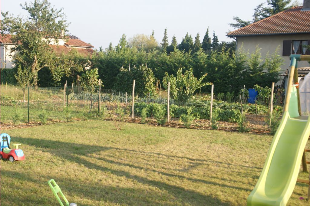 Et voilà les cyprès sont plantés !!!
