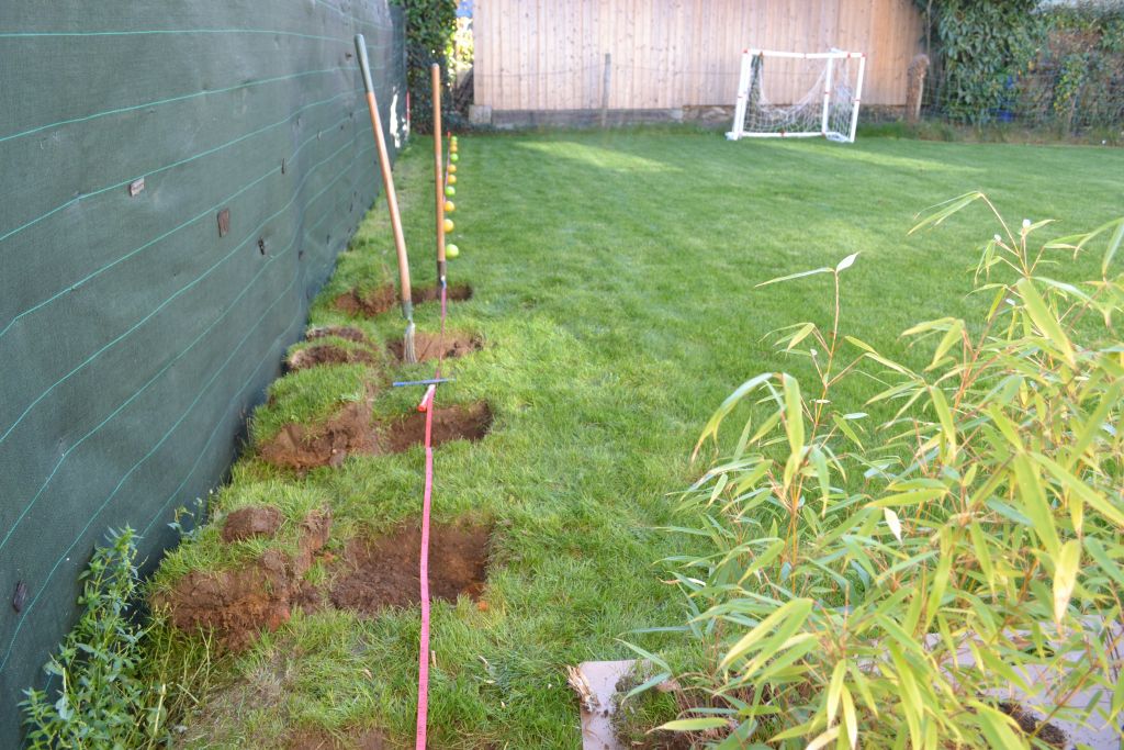 31/10/2012 : plantation d'une haie de bambous