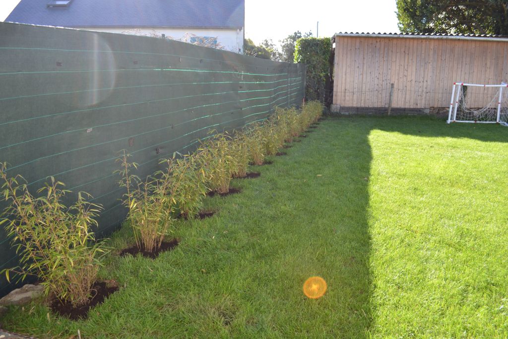 04/11/2012 : plantation d'une haie de bambous