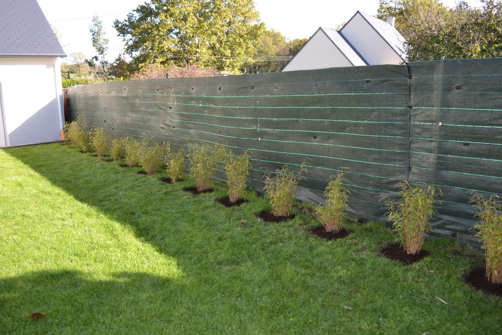 04/11/2012 : plantation d'une haie de bambous