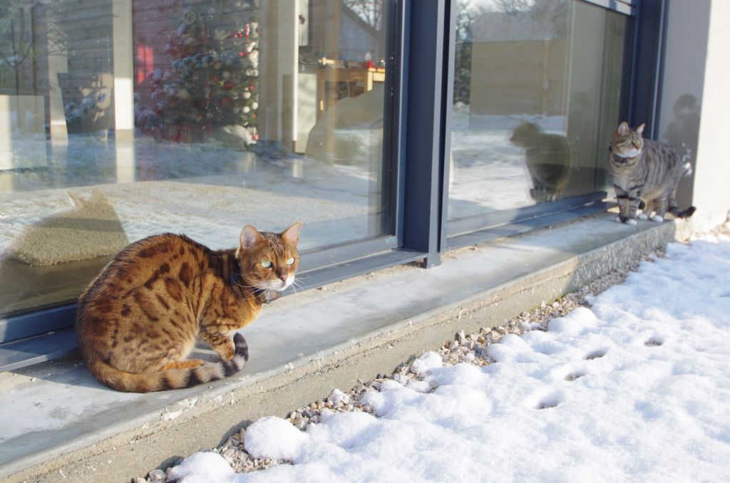 Les chats et la neige