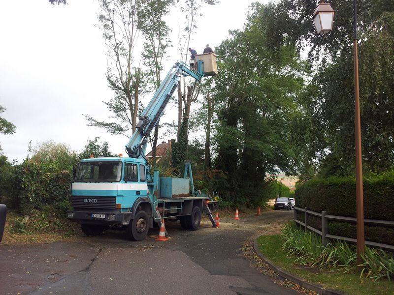 Abattage des 25 arbres