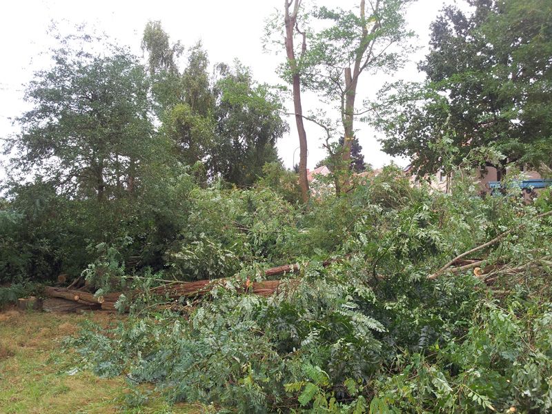 Abattage des 25 arbres