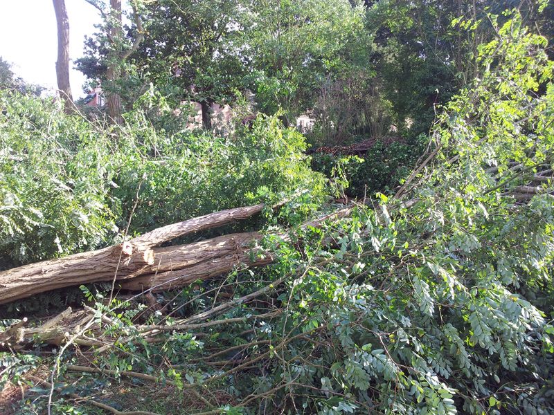 Abattage des 25 arbres