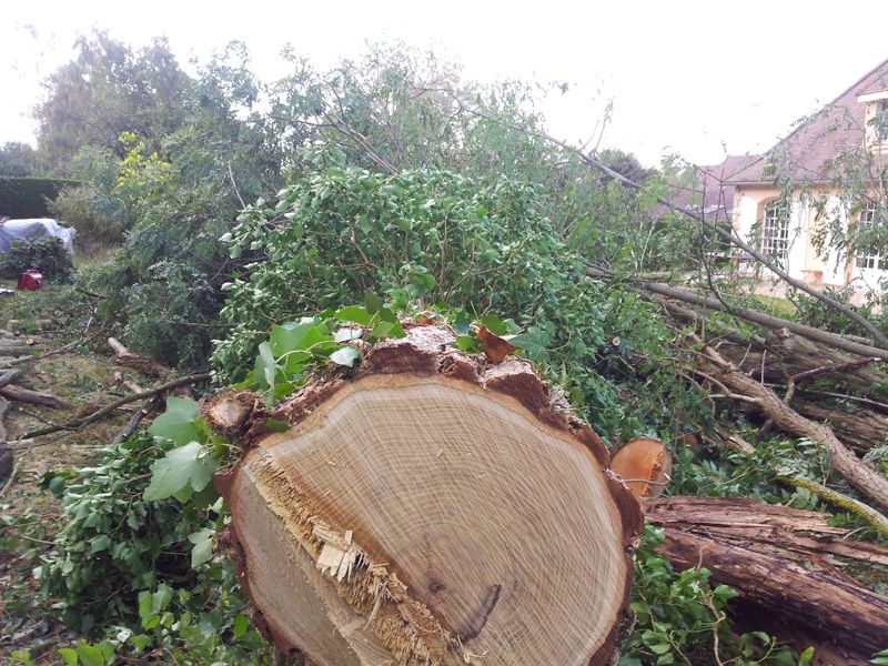 Abattage des 25 arbres