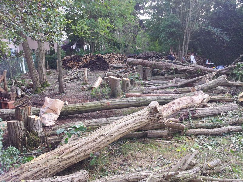 Dbitage des arbres en cours