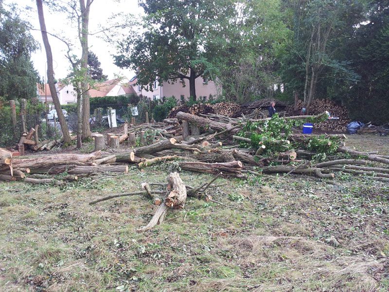 Dbitage des arbres en cours