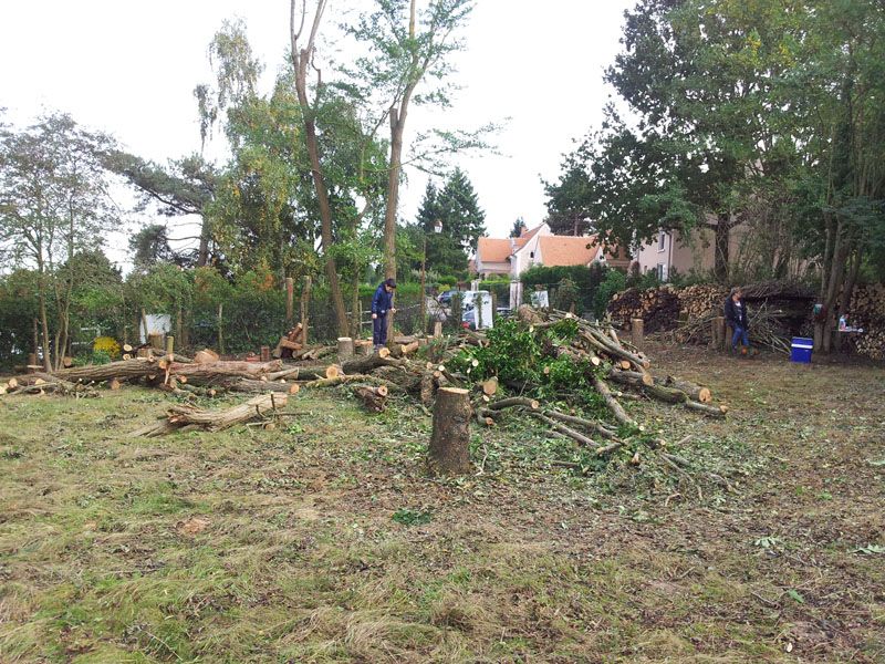 Dbitage des arbres en cours