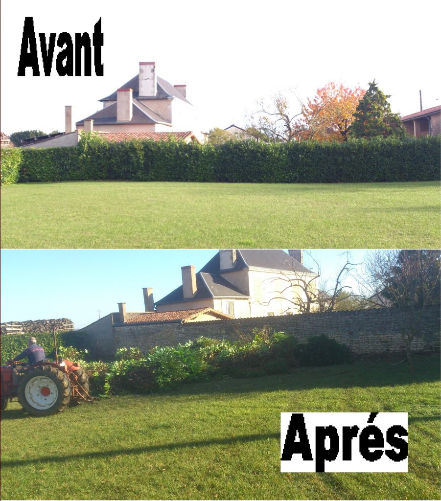 Haie de laurire arrache d'un cot du terrain. 2 mtres de gagns sur toute la profondeur du terrain et un joli mur en pierres ...