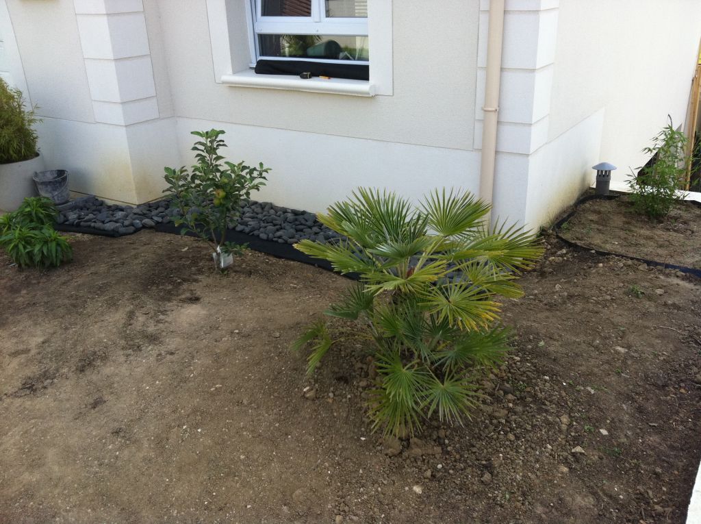 chamerops humilis   galets noir sur geotextile noir