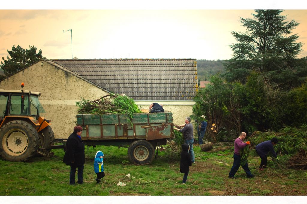 Evacuation des thuyas coupés