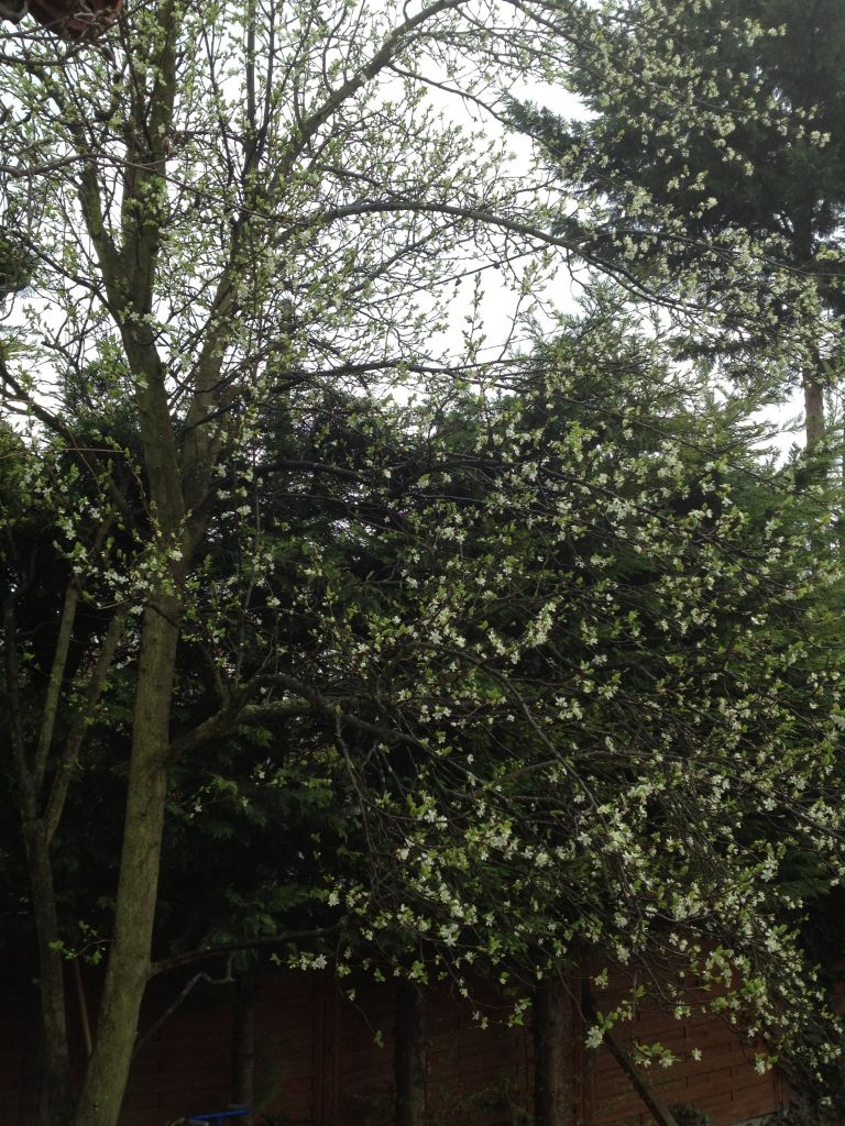 arbre en fleur