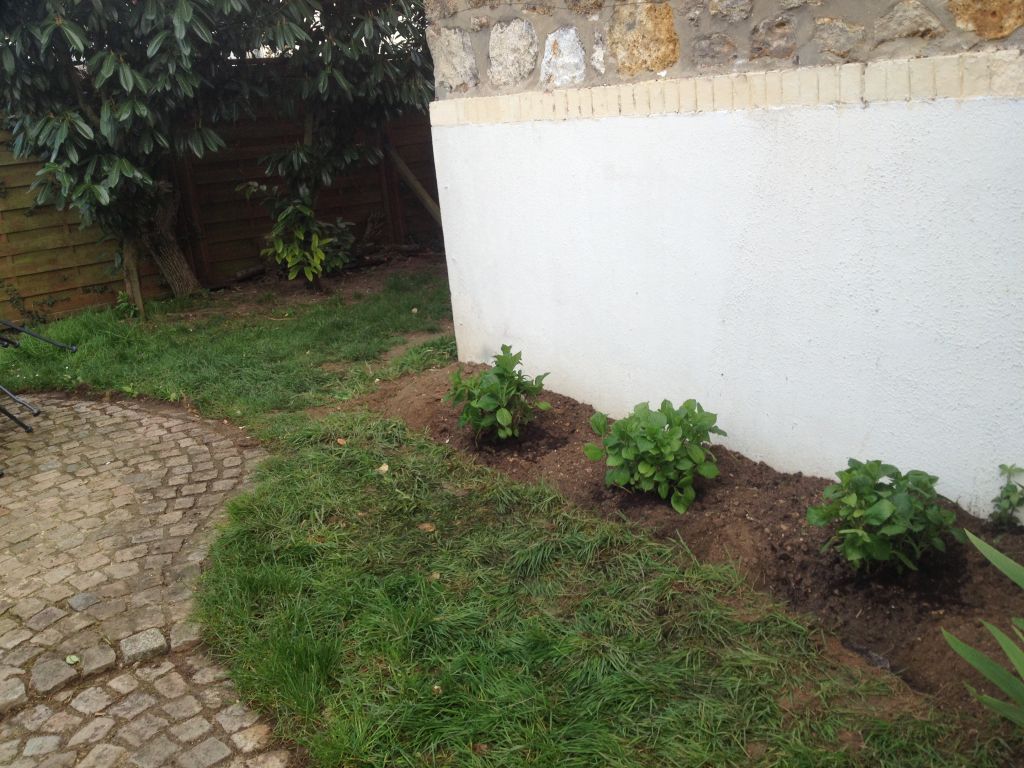 Les hortensias plantés