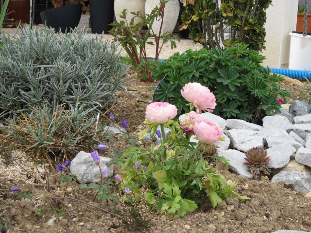 Renoncule et petites fleurs