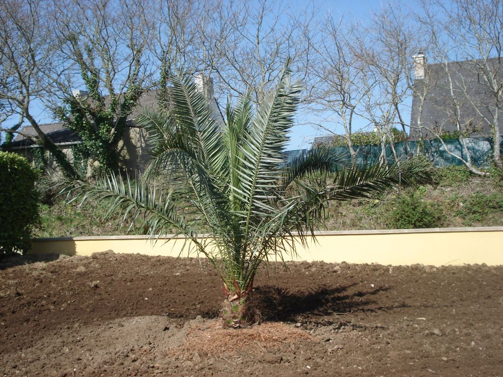 LE "Phoenix canariensis"